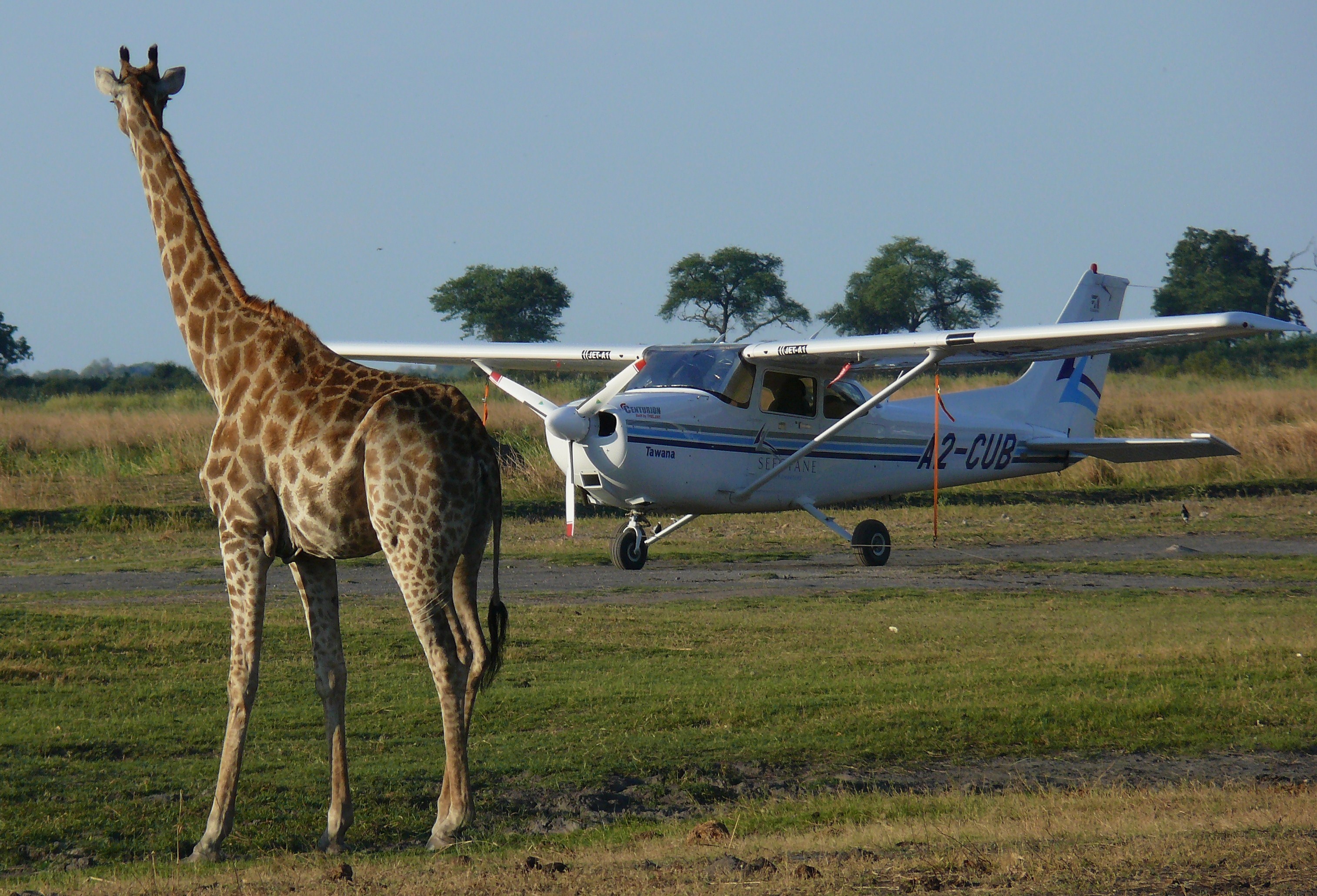 Virtuoso Giraffe and plane