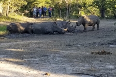 Pat-WS-Rhino-Walk-10-26Apr19