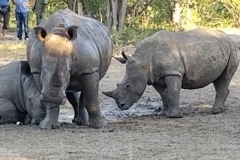 Pat-WS-Rhino-Walk-13-26Apr19