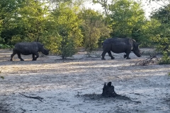 Pat-WS-Rhino-Walk-15-26Apr19