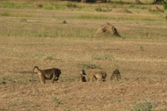 Pat-WS-Chikwenya-1st-Drive-7a-baboons-02May19