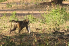 Pat-WS-Chikwenya-1st-Drive-7e-baboons-02May19