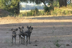 Pat-WS-Chikwenya-1st-Drive-9y-Dogs-02May19