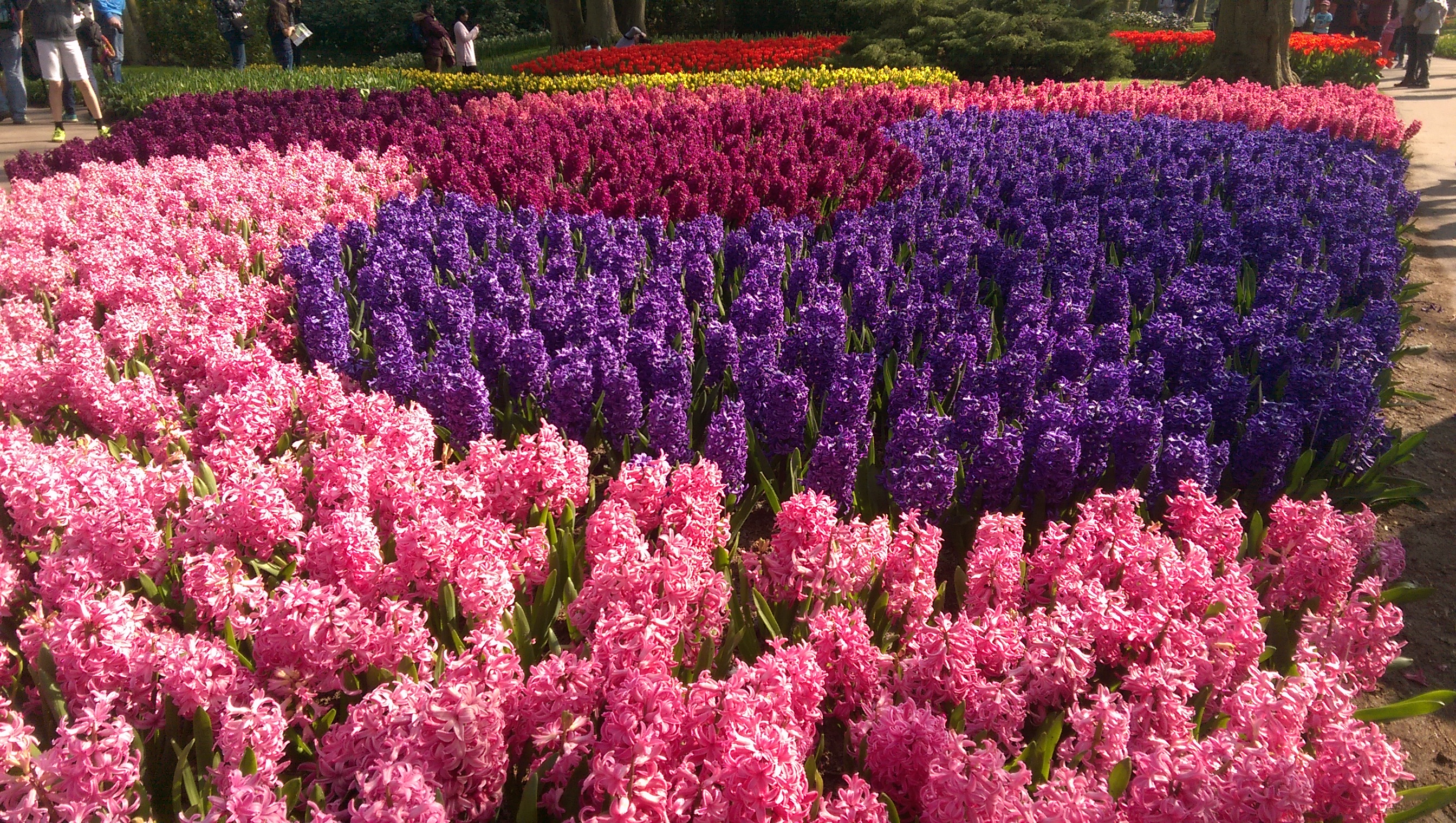 Pat Keukenhof 56