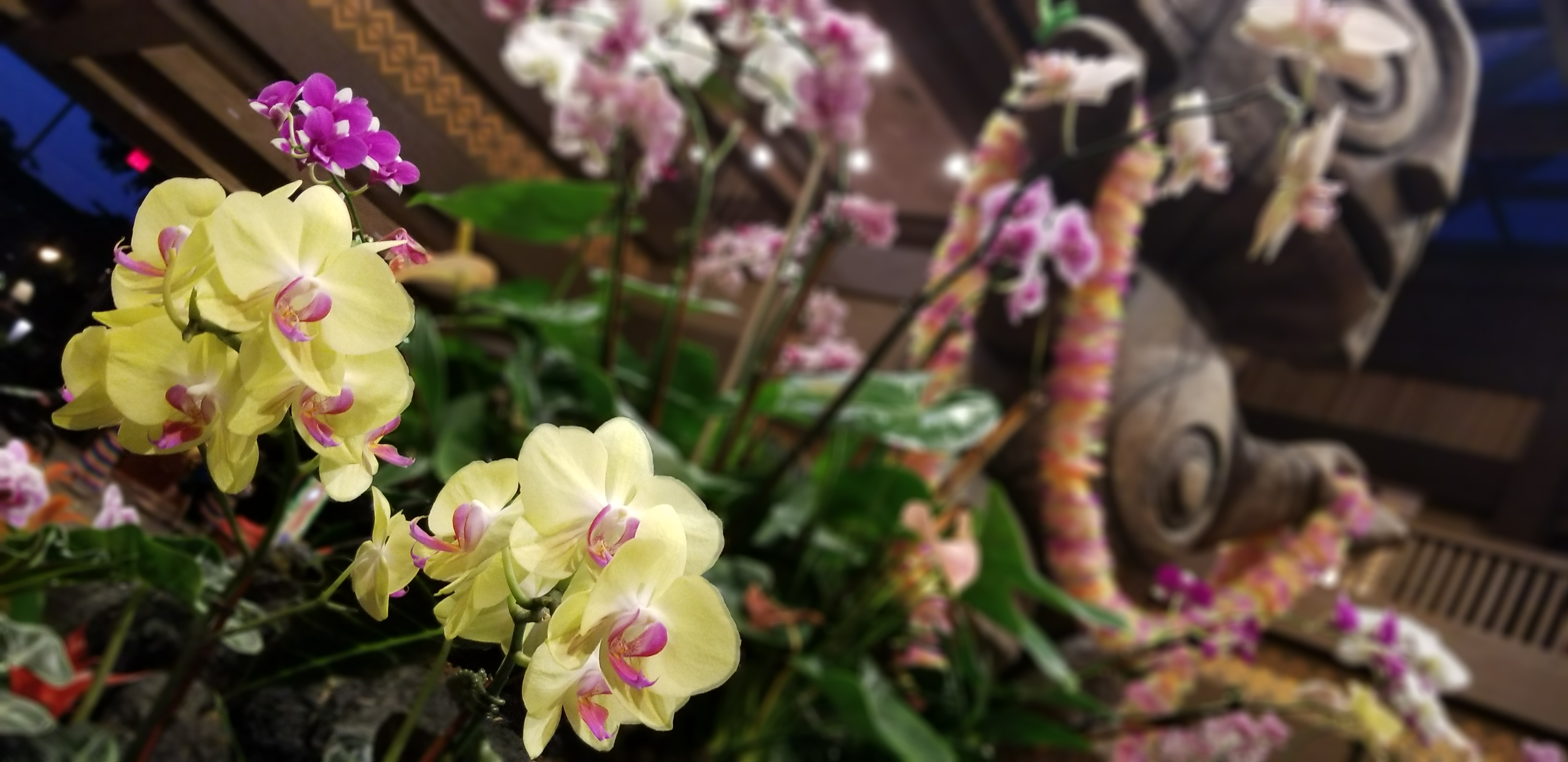 Pat Ohana Jul 18 0
